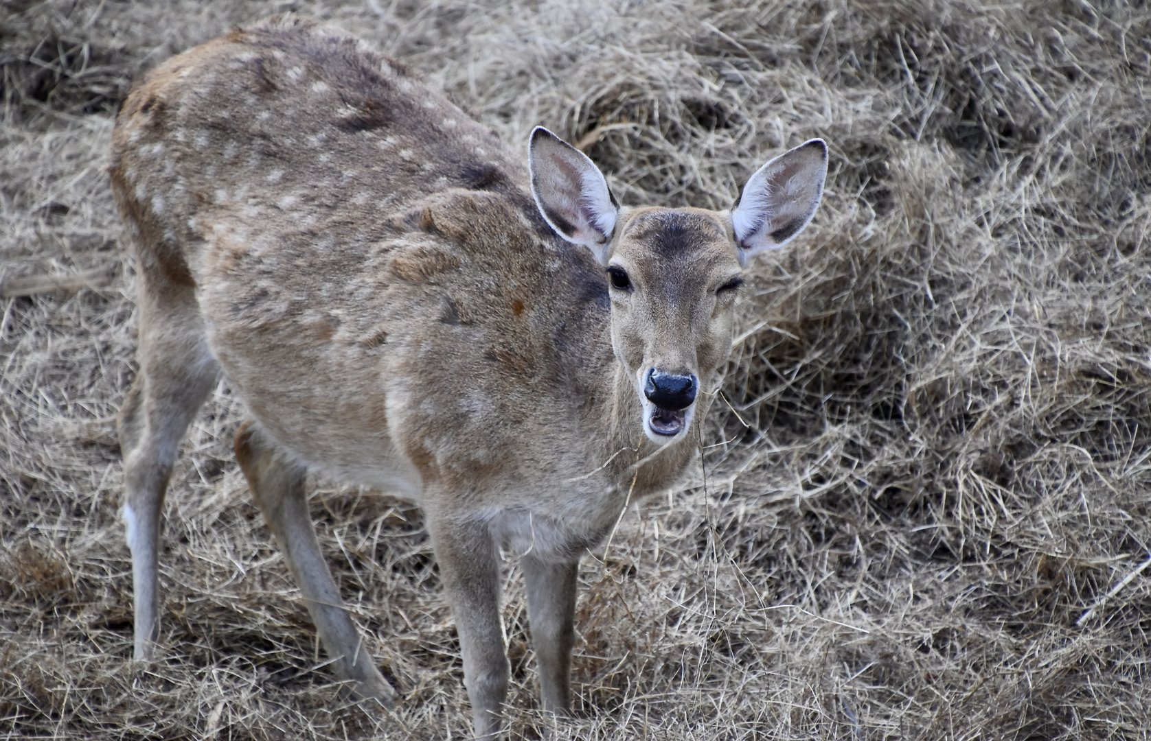 Sika Deer (Cervus nippon) female - does anyone know subspecies info?