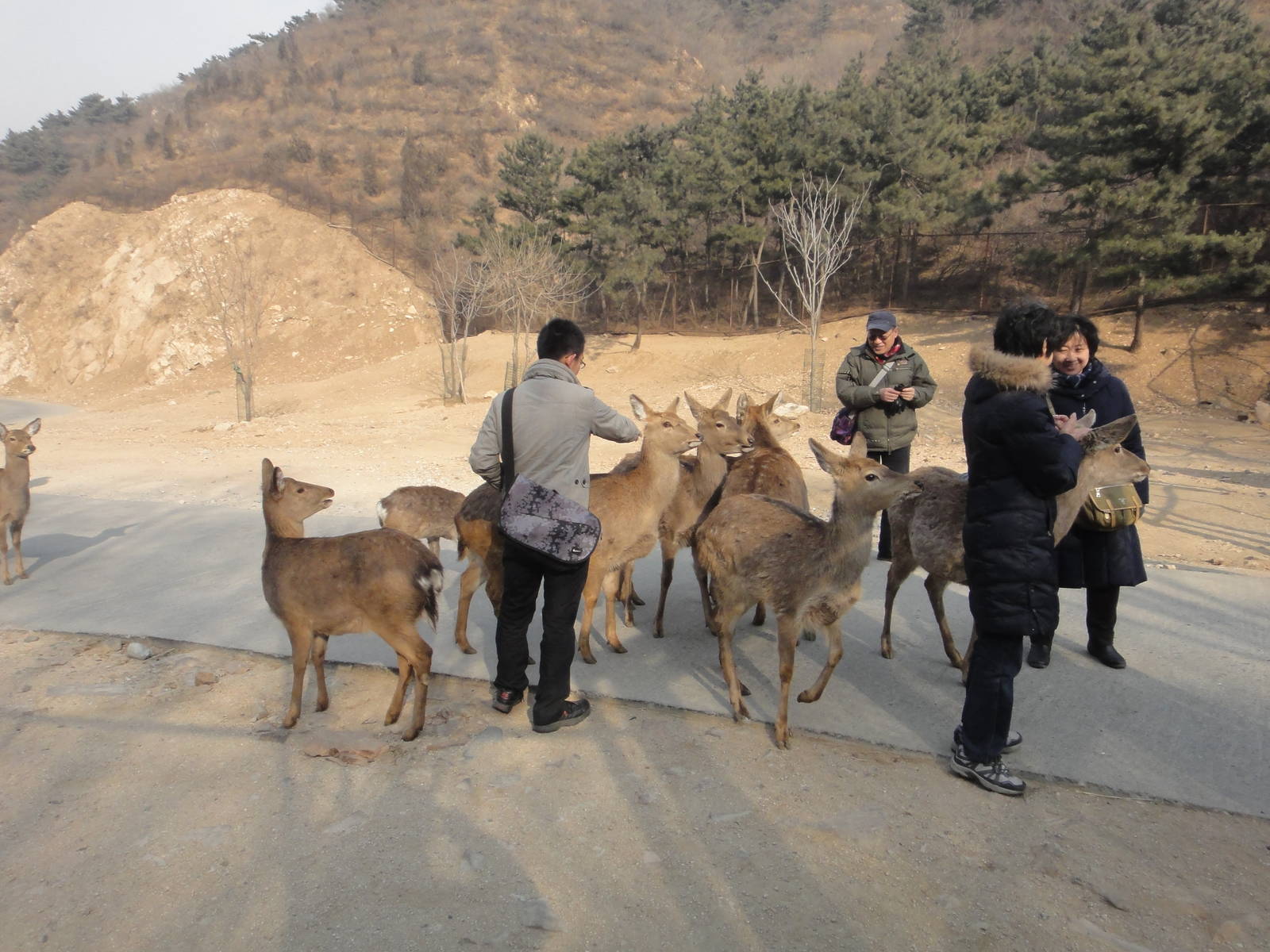 Sika deer/ Cervus nippon
