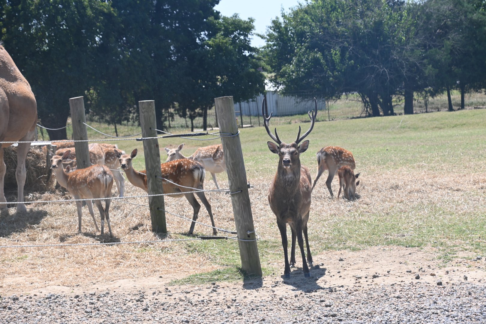 Sika deer (Cervus nippon)