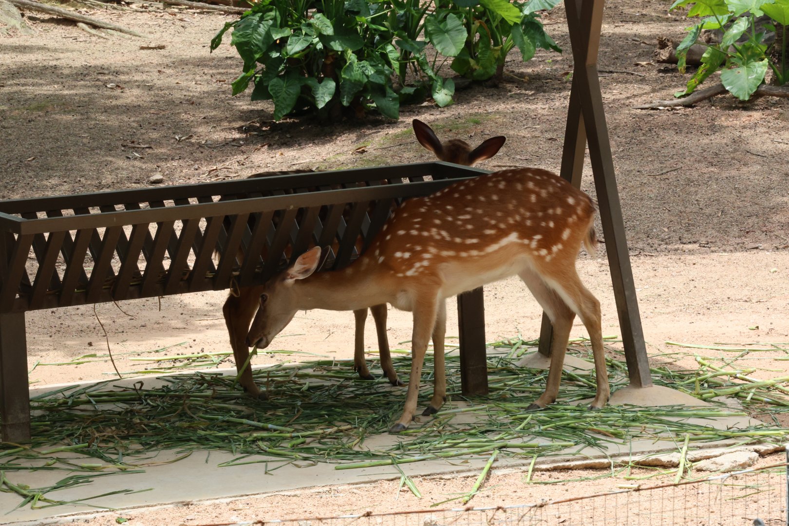 Sika deer (Cervus nippon)