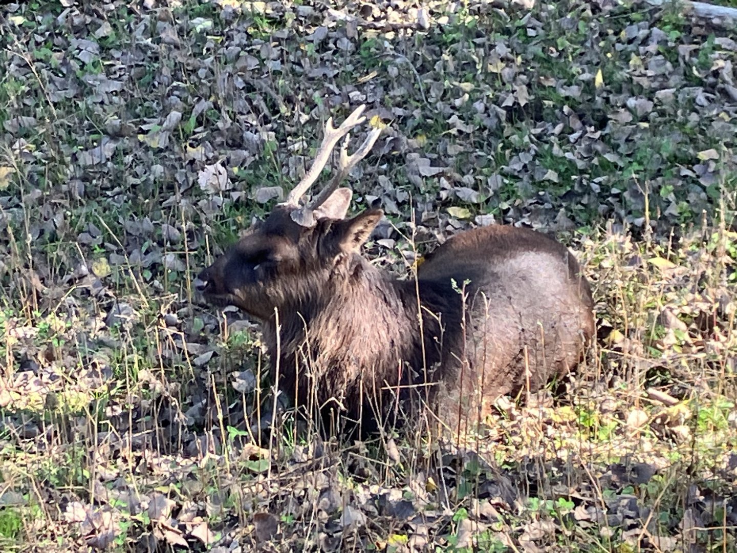 Sika Deer (Cervus nippon)