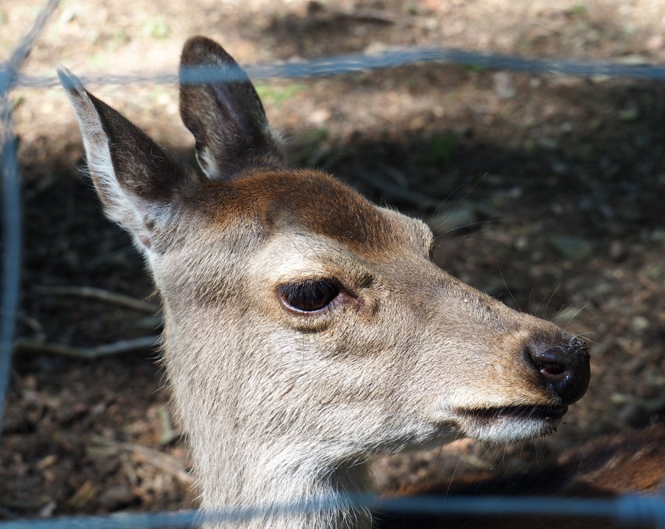 Sika deer doe (Cervus nippon), 2021-05-29