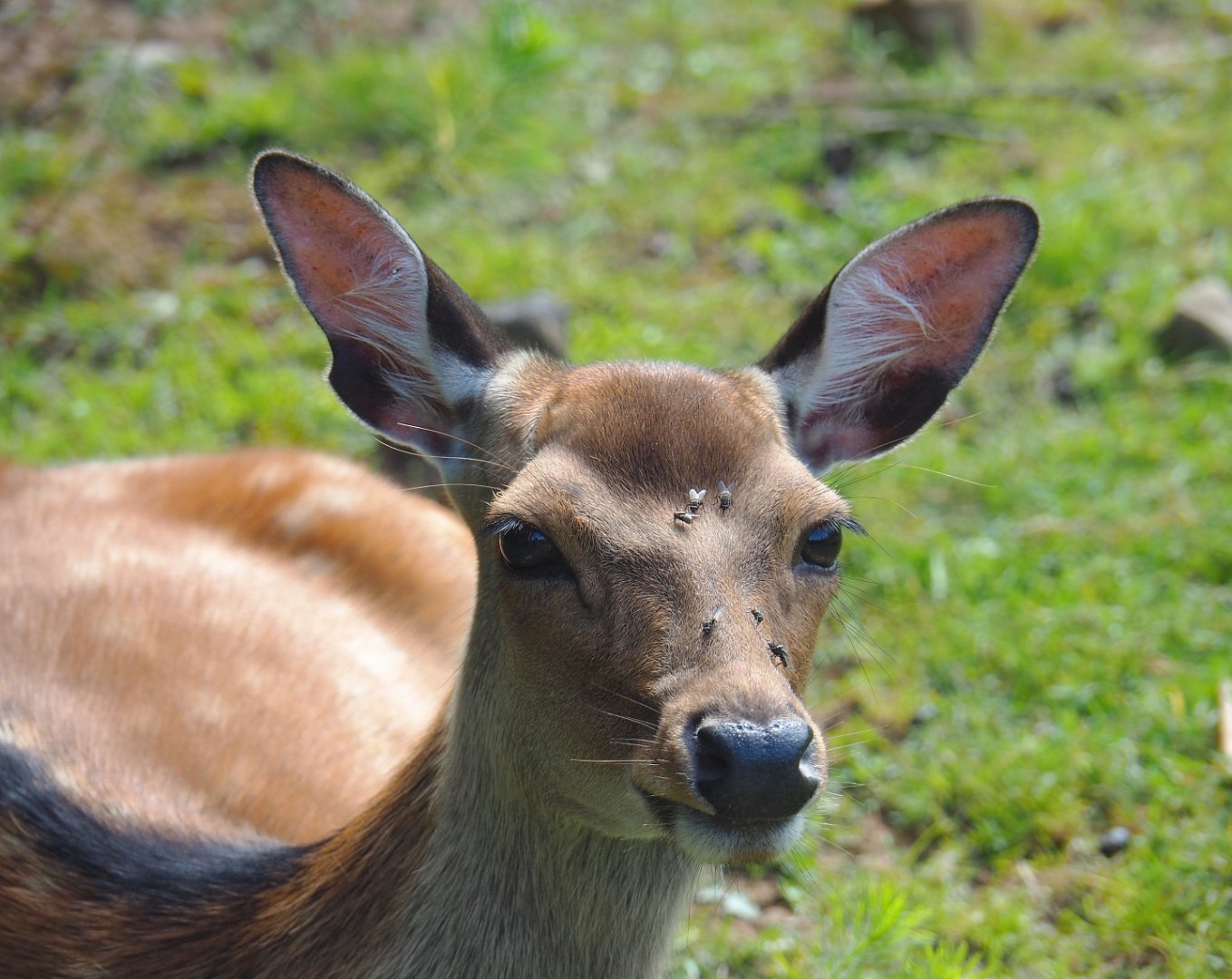 Sika deer doe (Cervus nippon), 2021-08-15