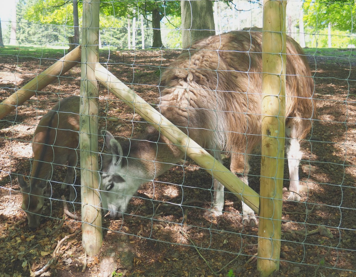 Sika deer doe (Cervus nippon) and Llama (Lama glama), 2021-05-29