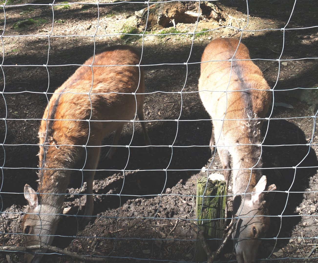 Sika deer does (Cervus nippon), 2021-05-29