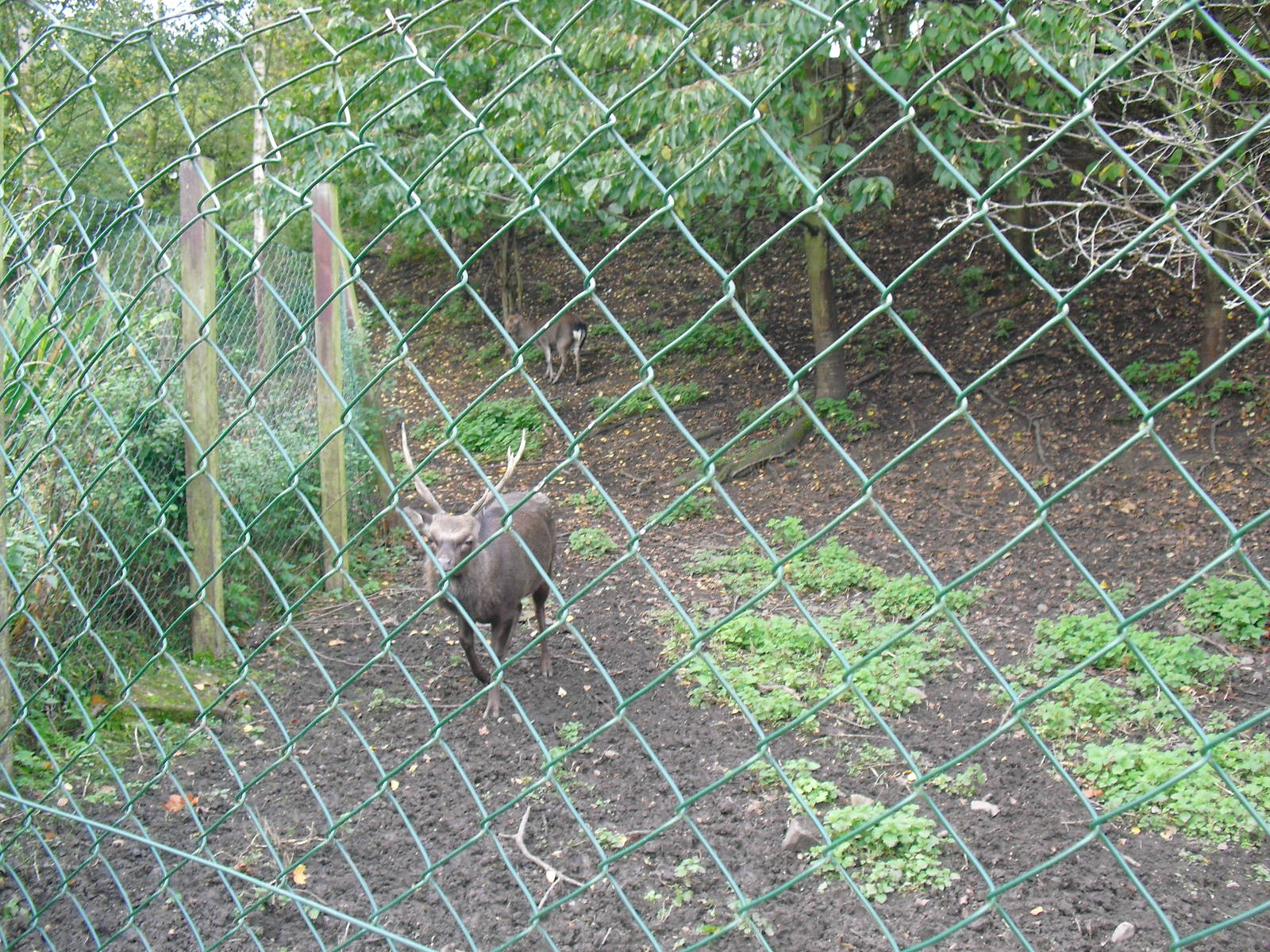 Sika Deer Enclosure - 16/10/2011