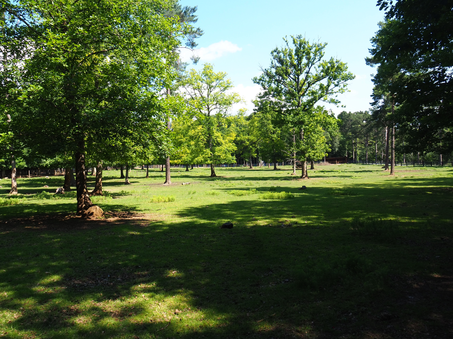 Sika deer exhibit, 2020-07-12