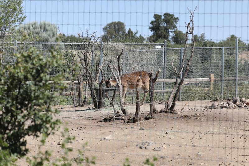 sika deer exhibit (fallow behind)