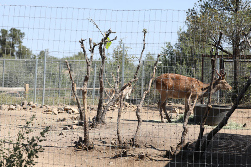 sika deer exhibit (fallow deer behind)