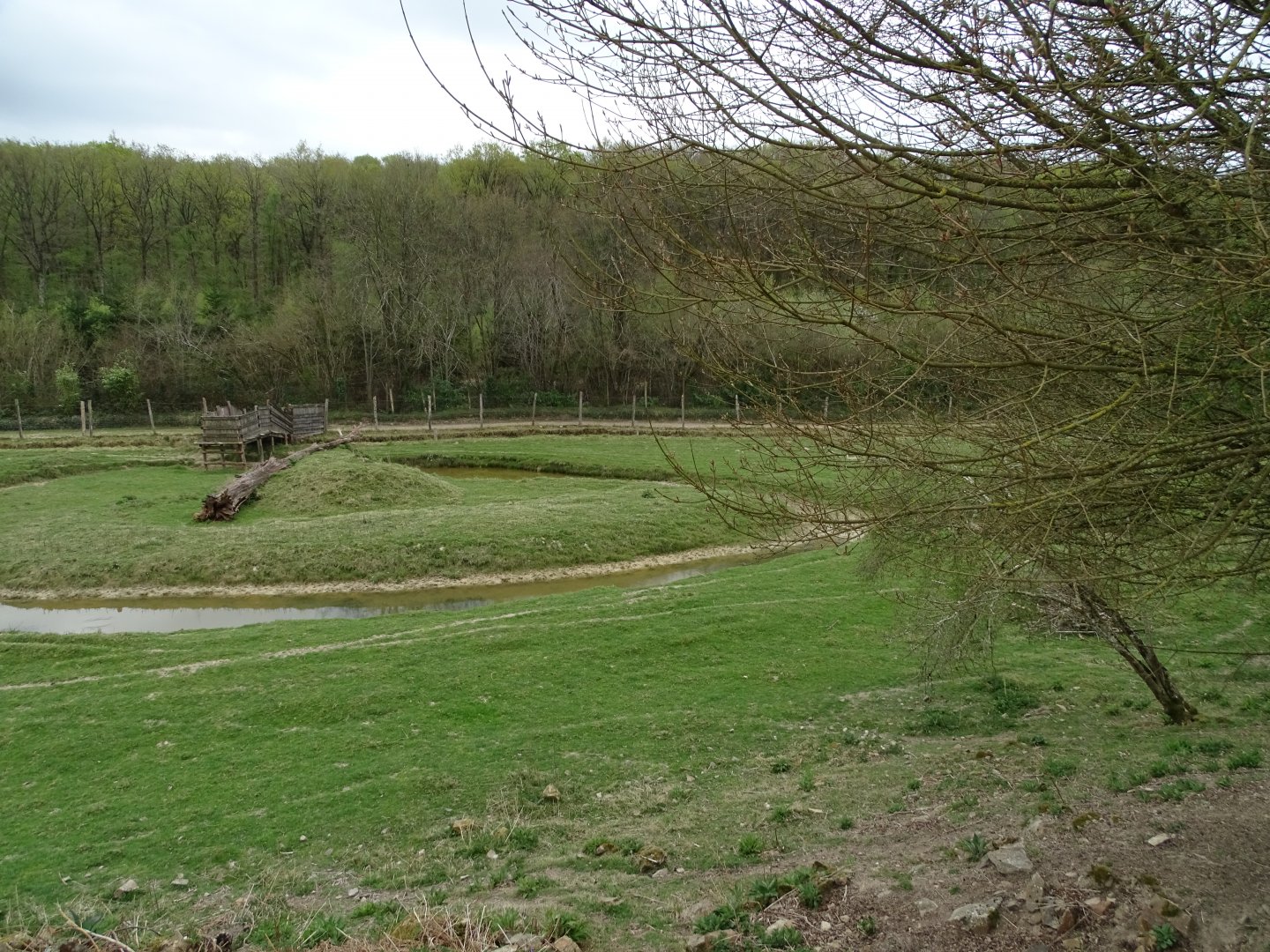 Sika deer exhibit - Parc animalier d'Ecouves