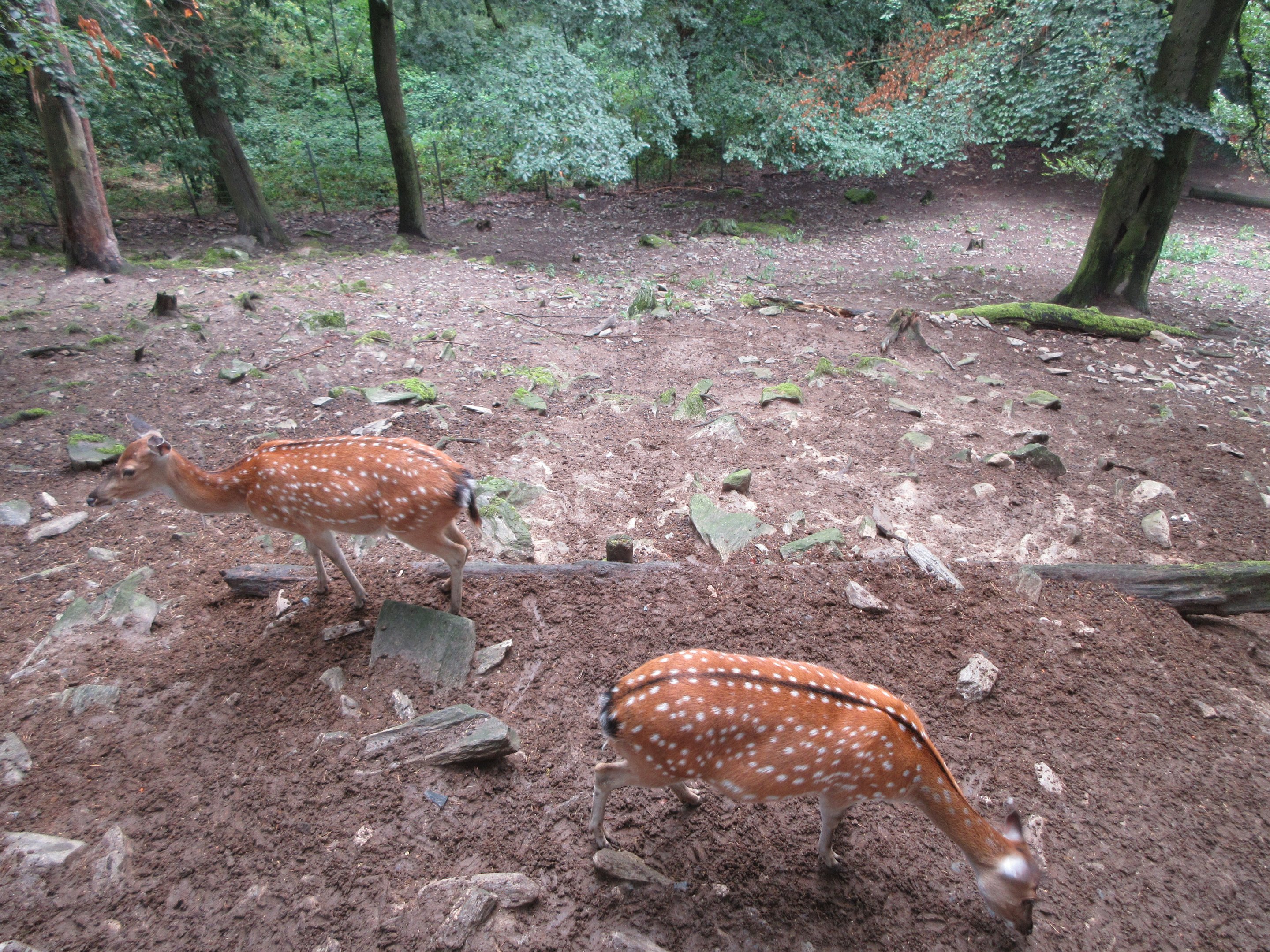 Sika Deer Exhibit (very steep)