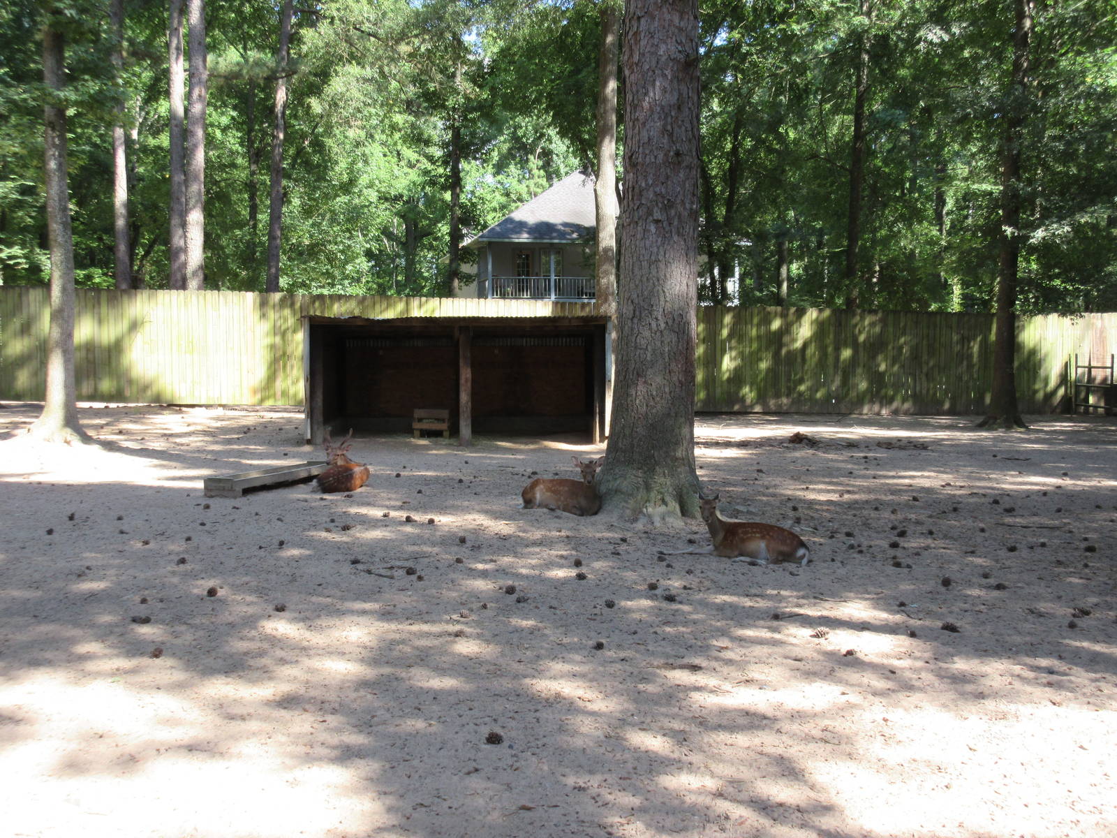 Sika Deer Exhibit