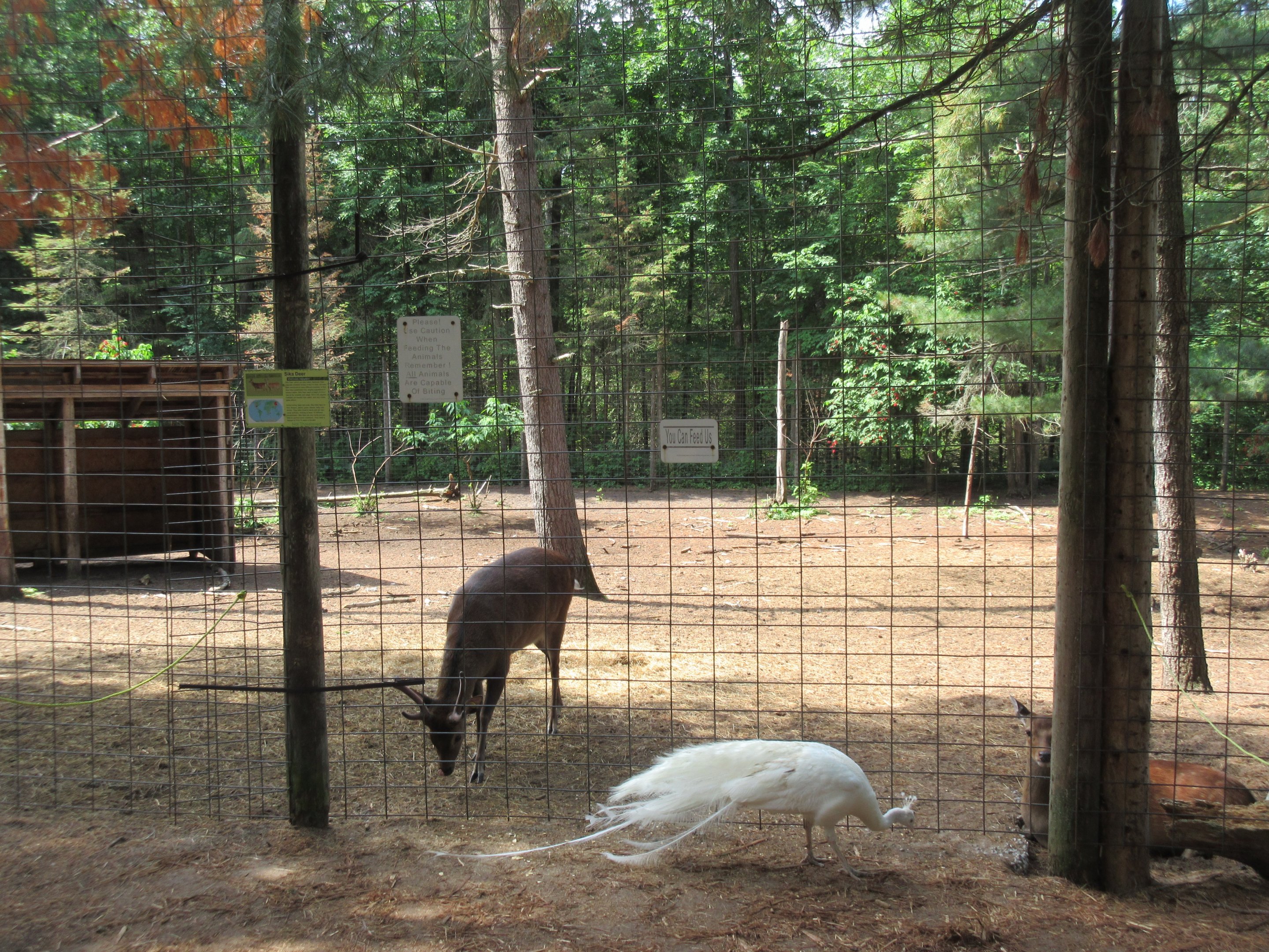 Sika Deer Exhibit