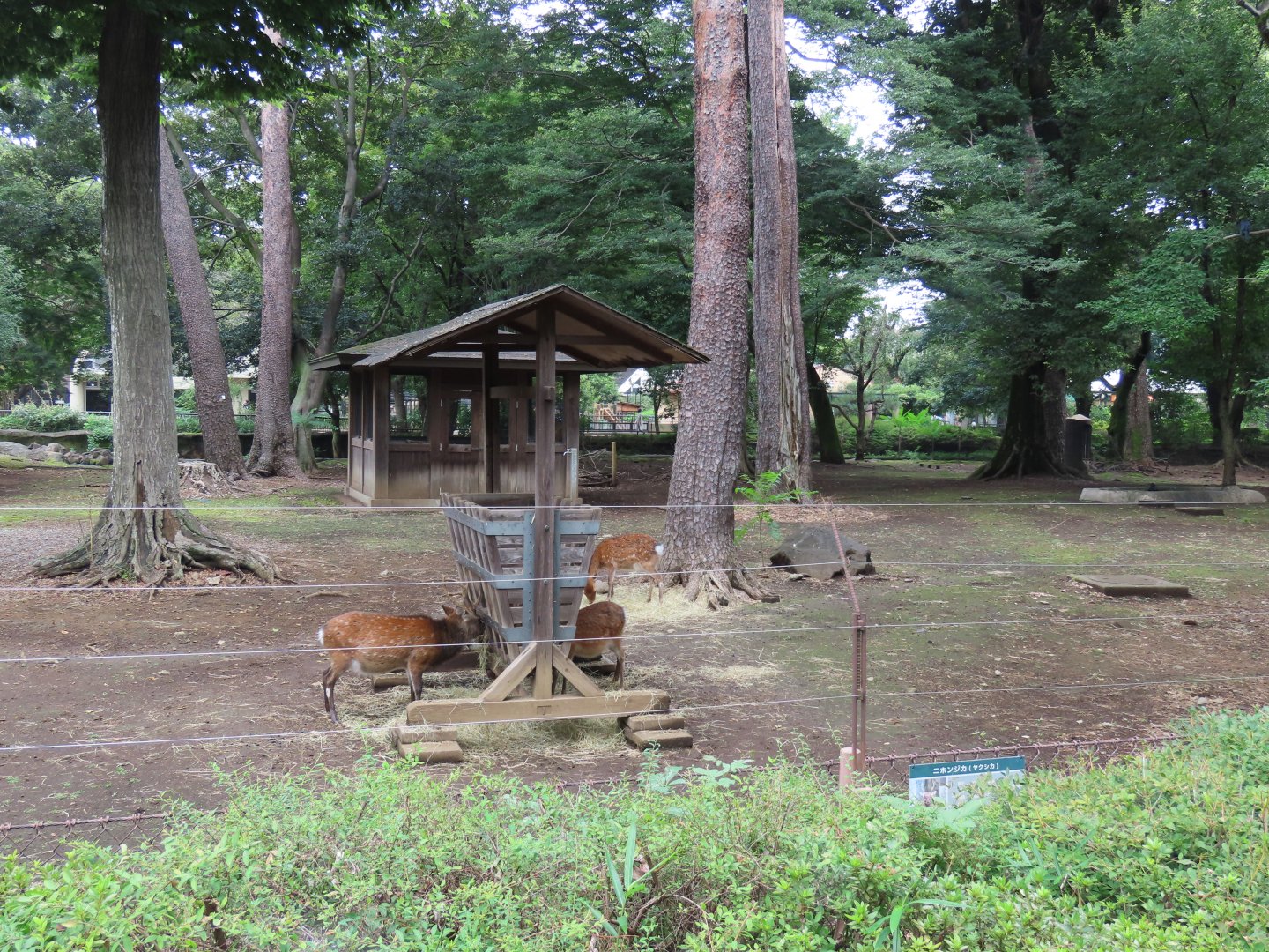 Sika deer exhibit