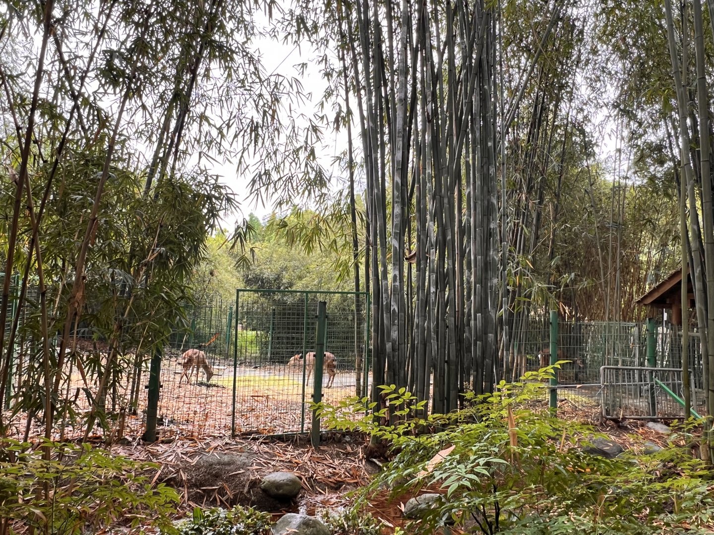 Sika Deer Exhibit