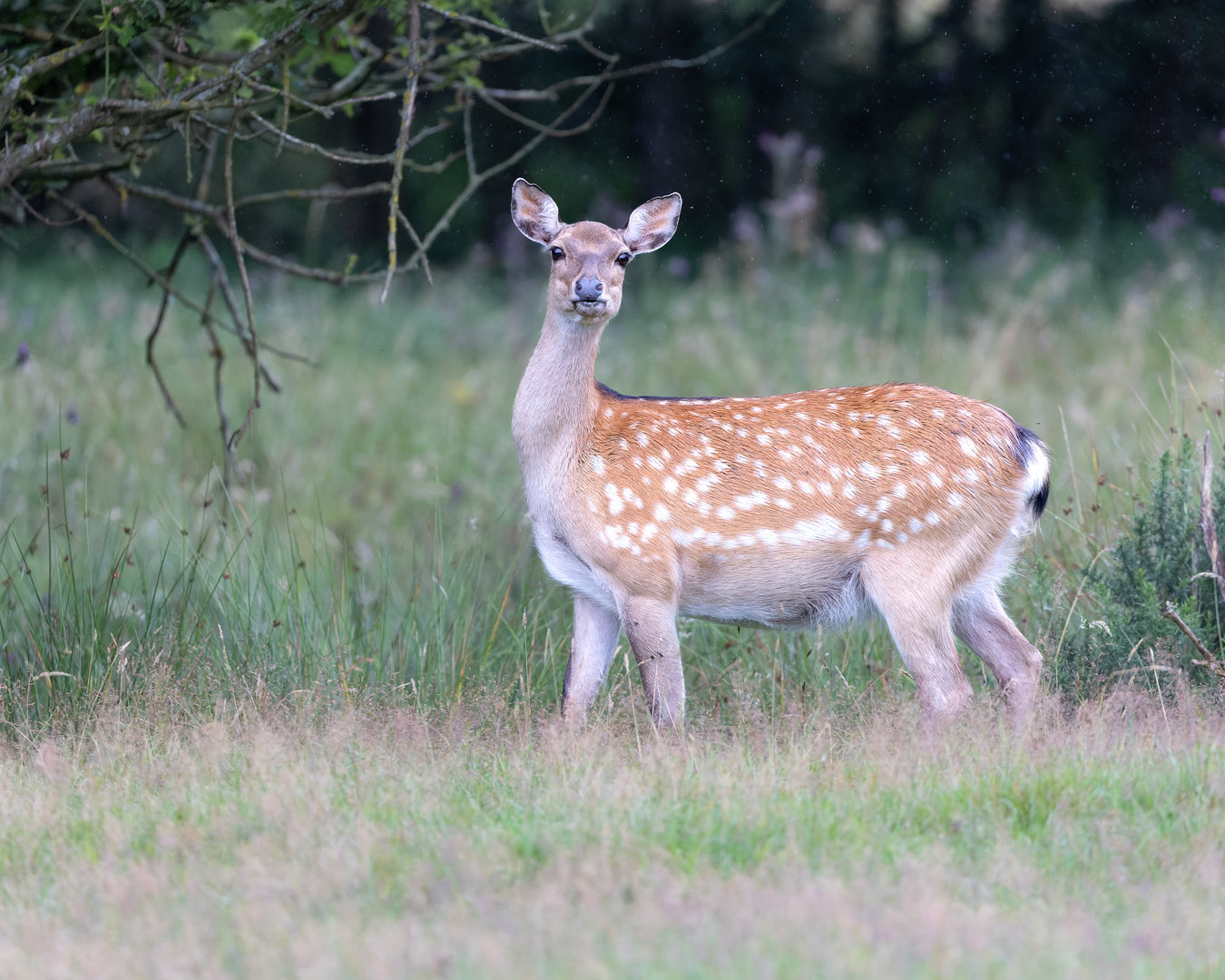 Sika deer (f) / Watatunga / 30-7-23