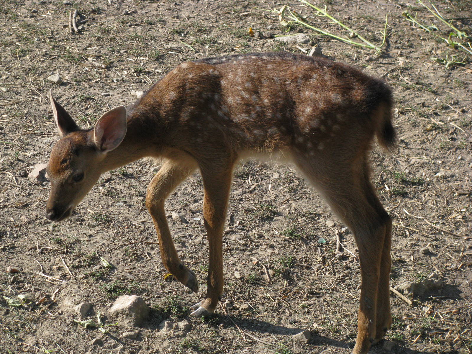 Sika deer fawn, 2011