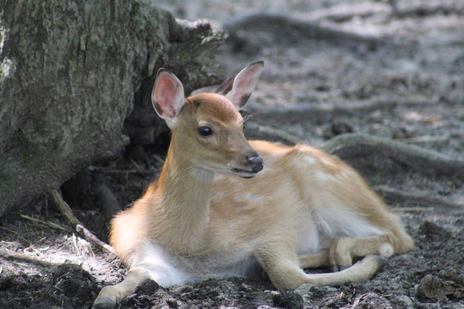 Sika Deer Fawn