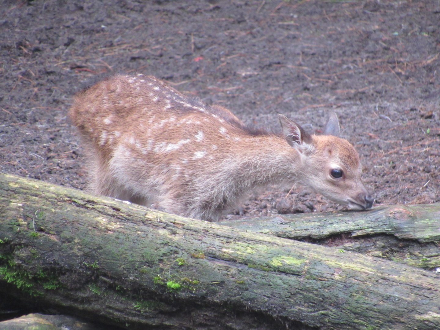 Sika Deer Fawn