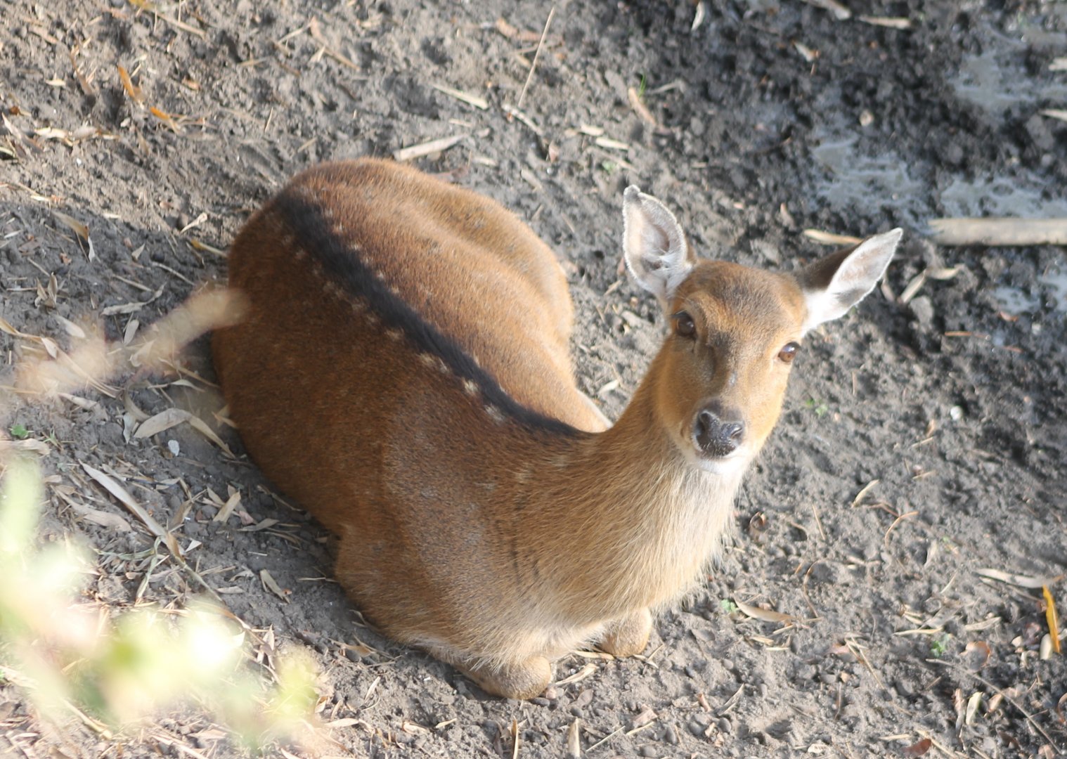 Sika deer - female