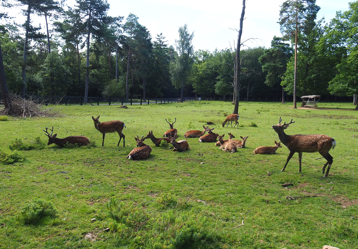 Sika deer herd (Cervus nippon), 2021-08-15