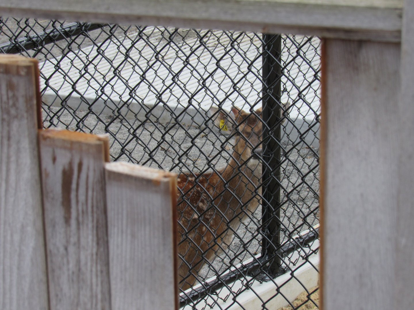 Sika Deer in Renovated Wild Prairie Holding Area