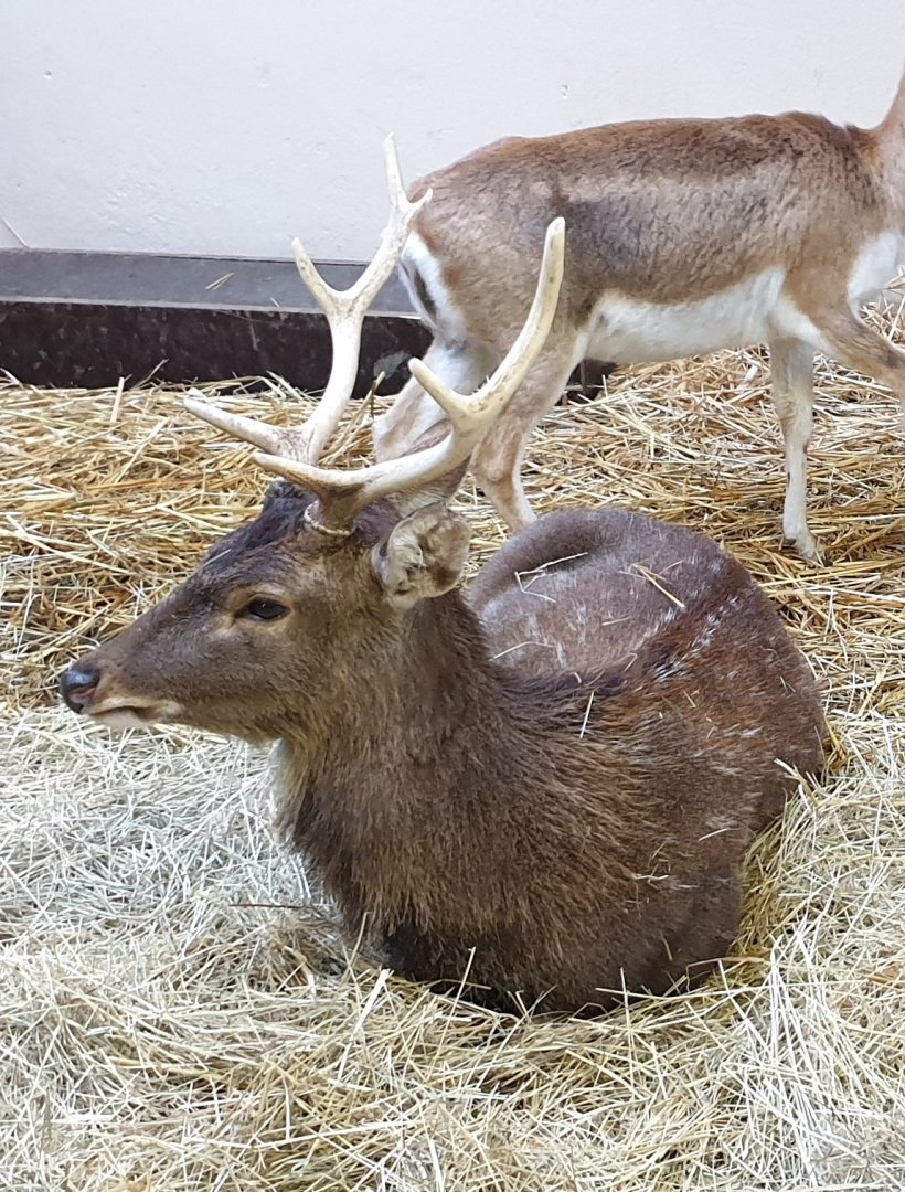 Sika deer - male