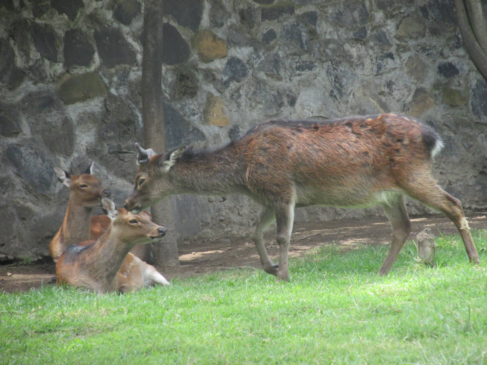 sika deer neza zoo