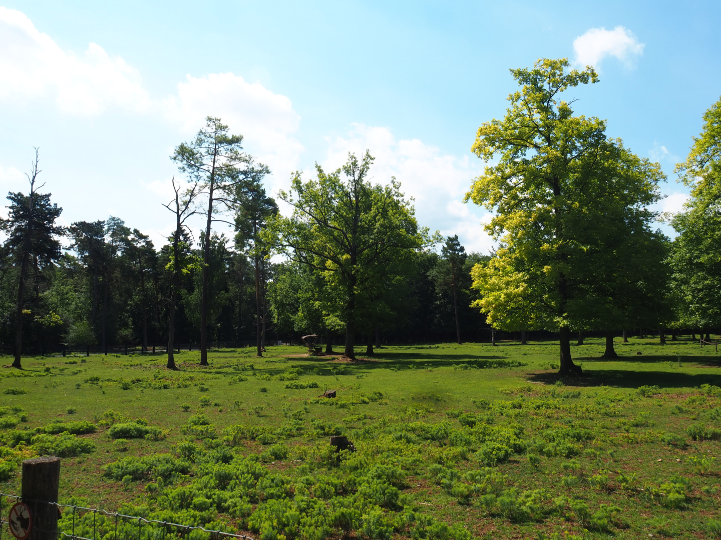Sika deer paddock, 2020-07-12