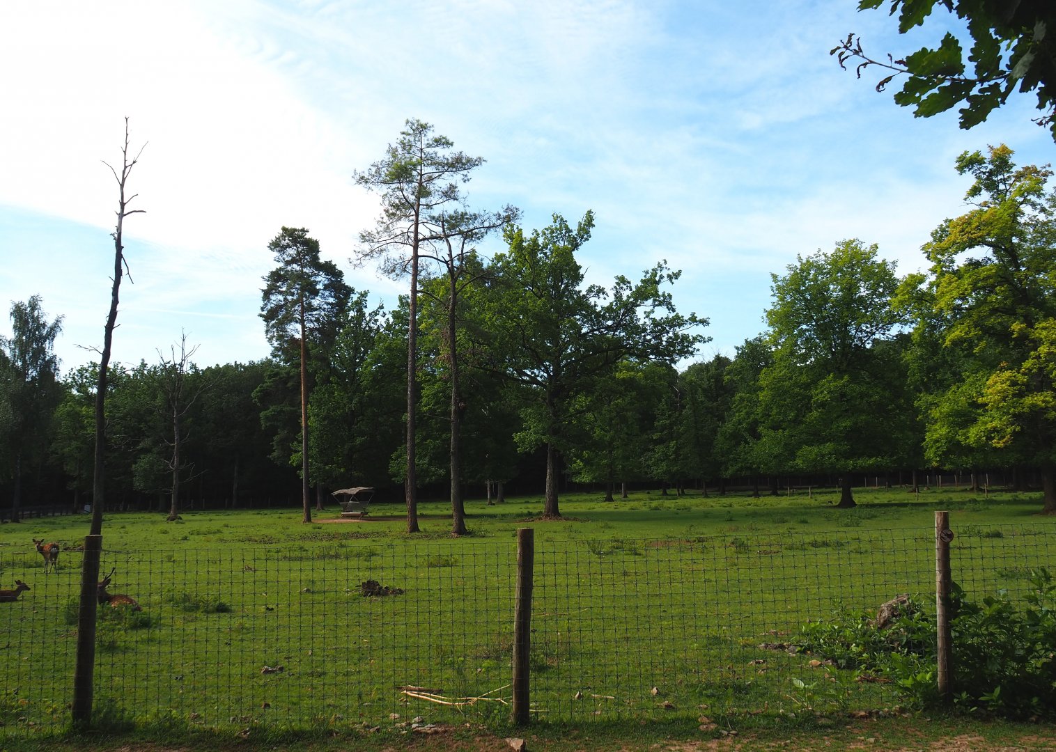 Sika deer paddock, 2021-08-15