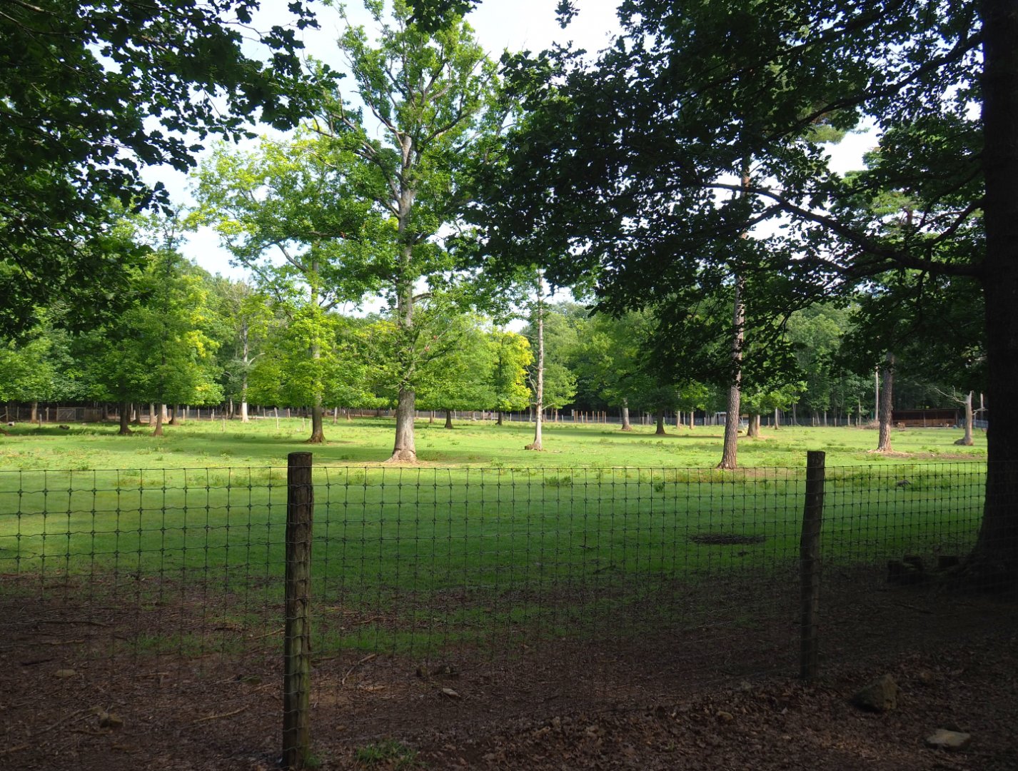 Sika deer paddock, 2021-08-15