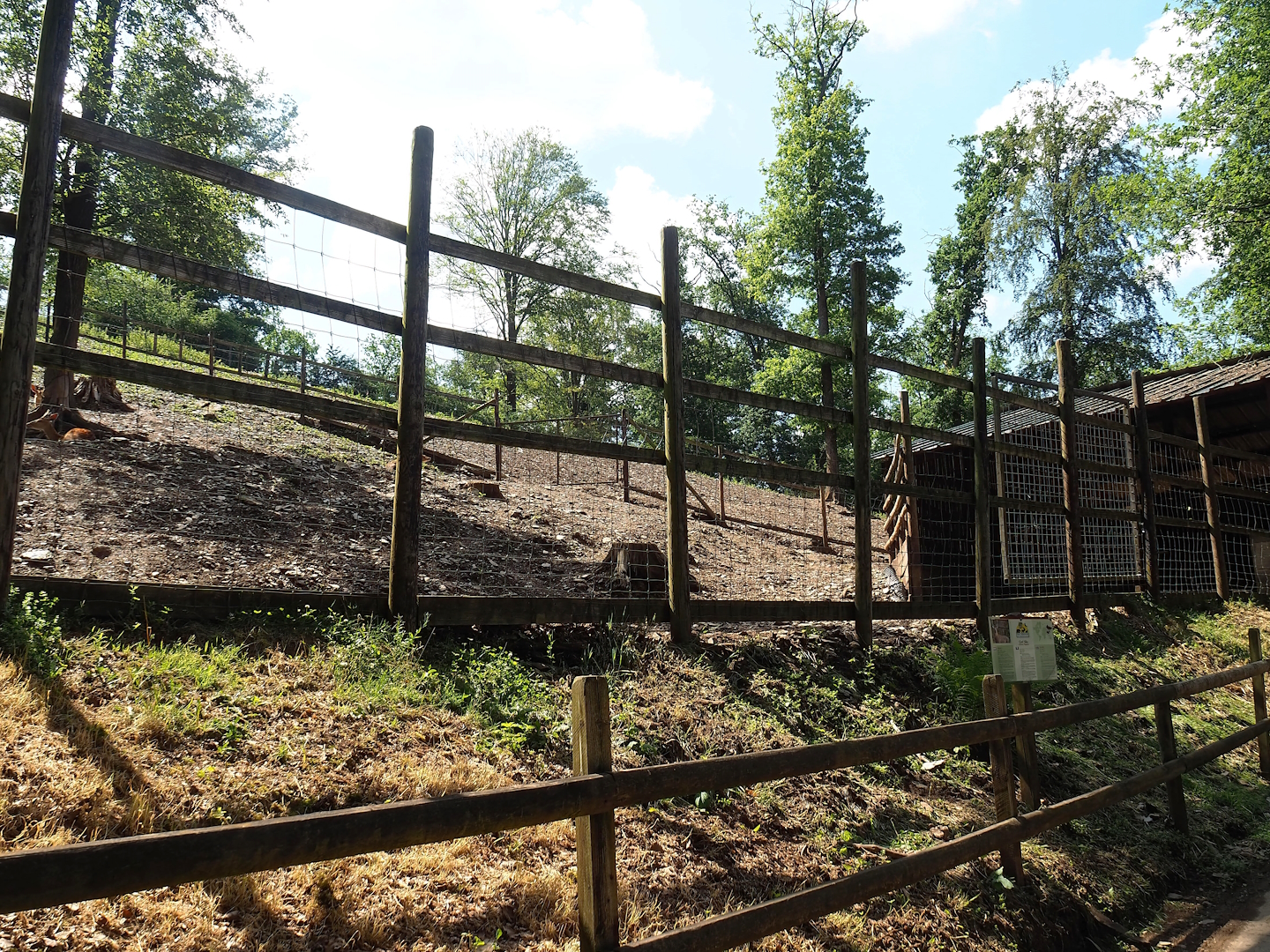 Sika deer paddock, 2023-06-24