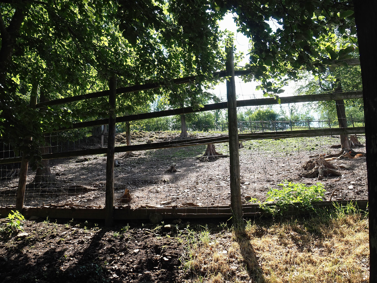 Sika deer paddock, 2023-06-24