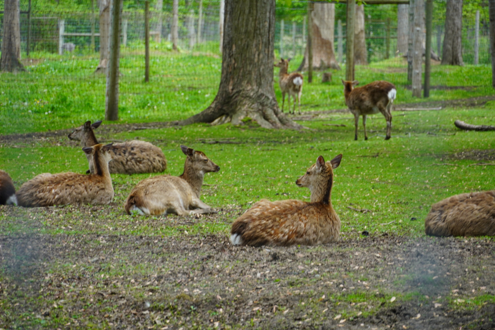 Sika Deer paddock