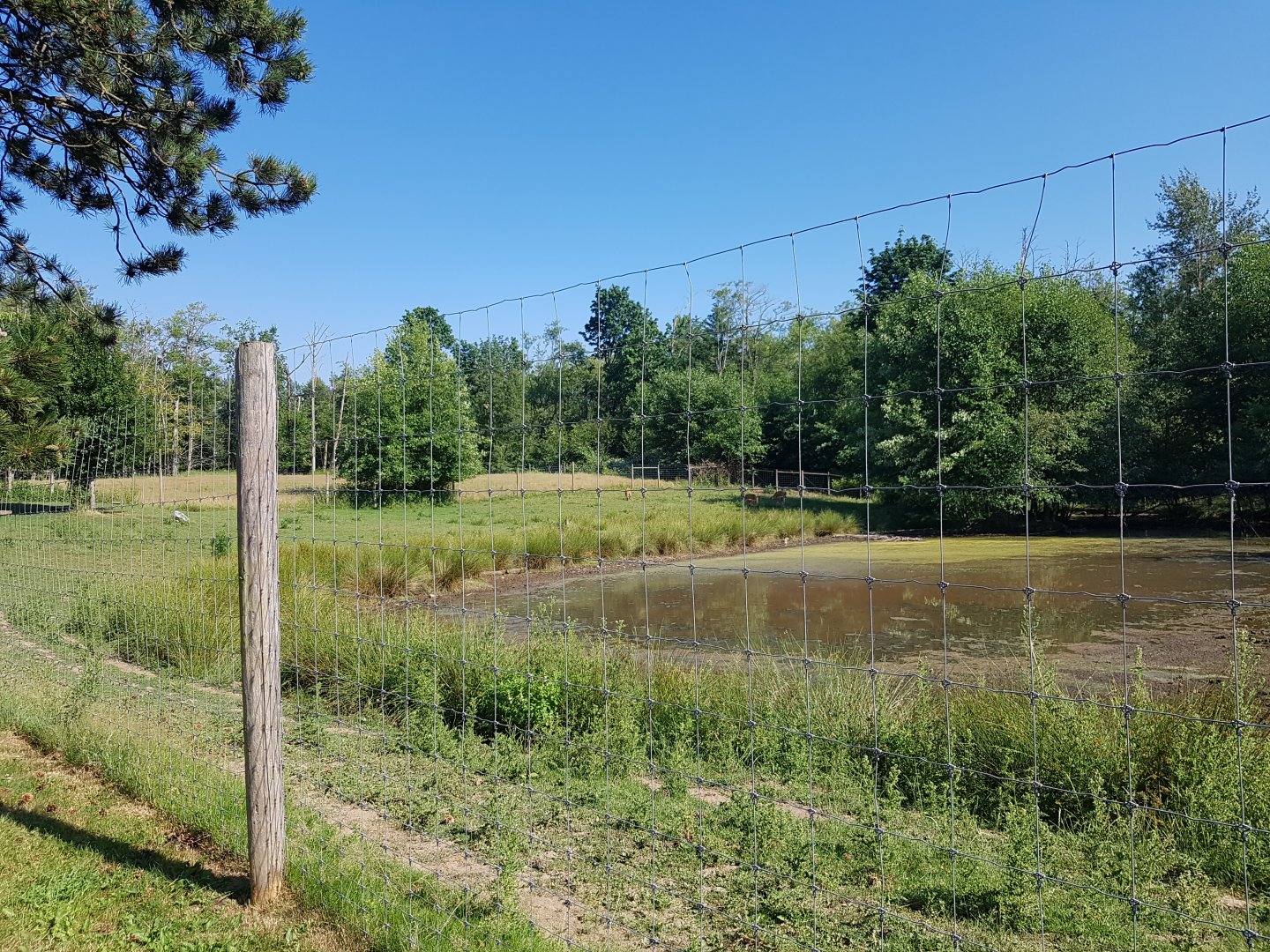 Sika Deer & Pere David’s Deer Exhibit