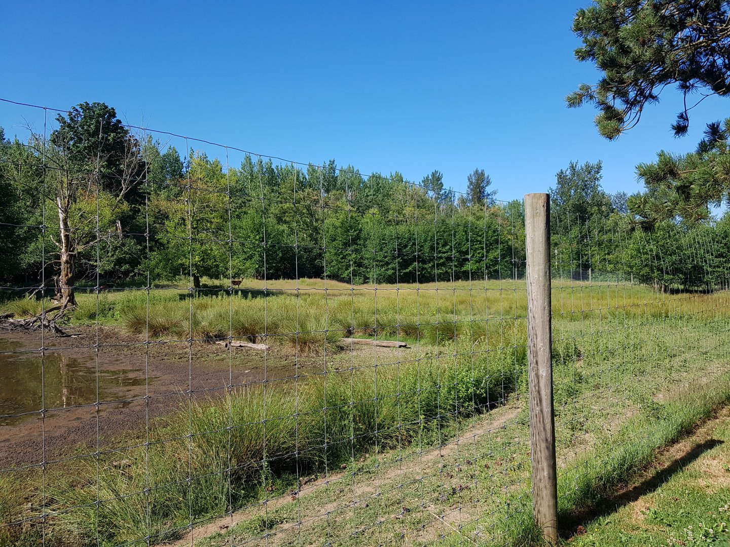 Sika Deer & Pere David’s Deer Exhibit