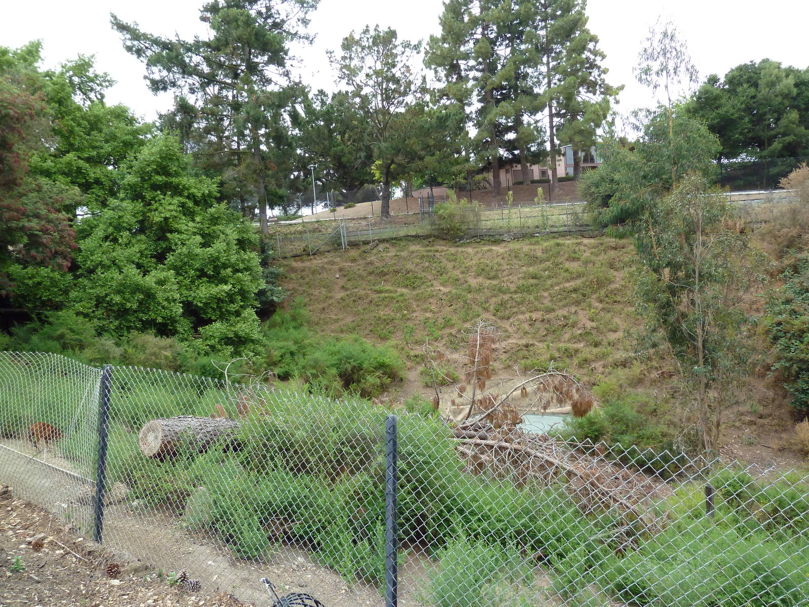 Sika Deer/Reeve's Muntjac/Indian Muntjac Exhibit