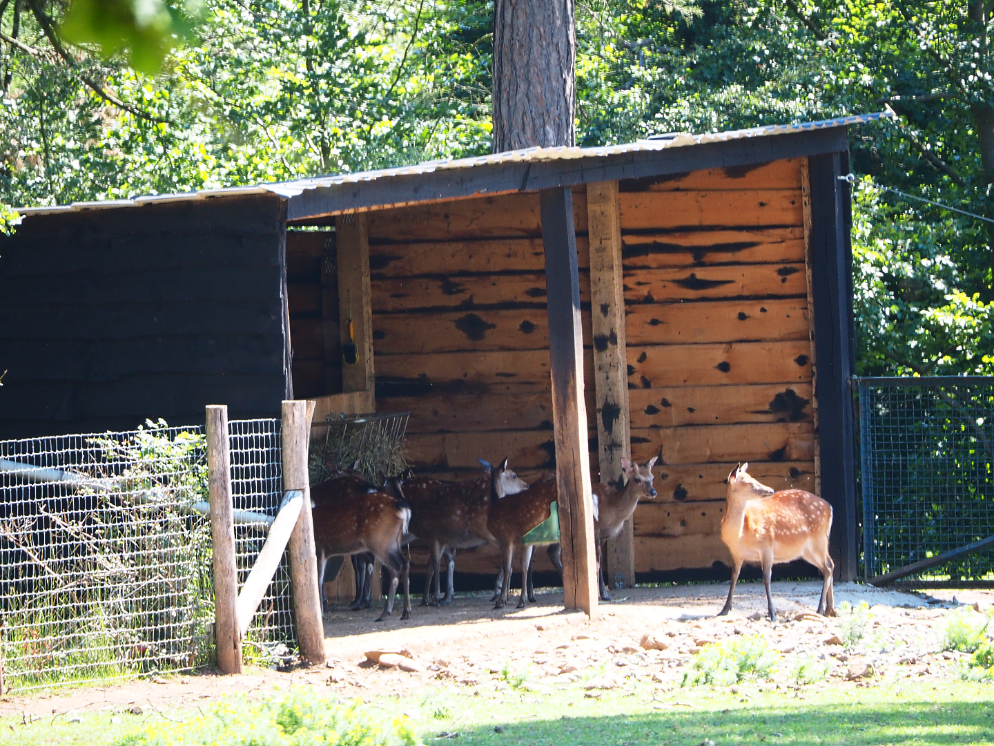 Sika deer shelter, 2020-07-12