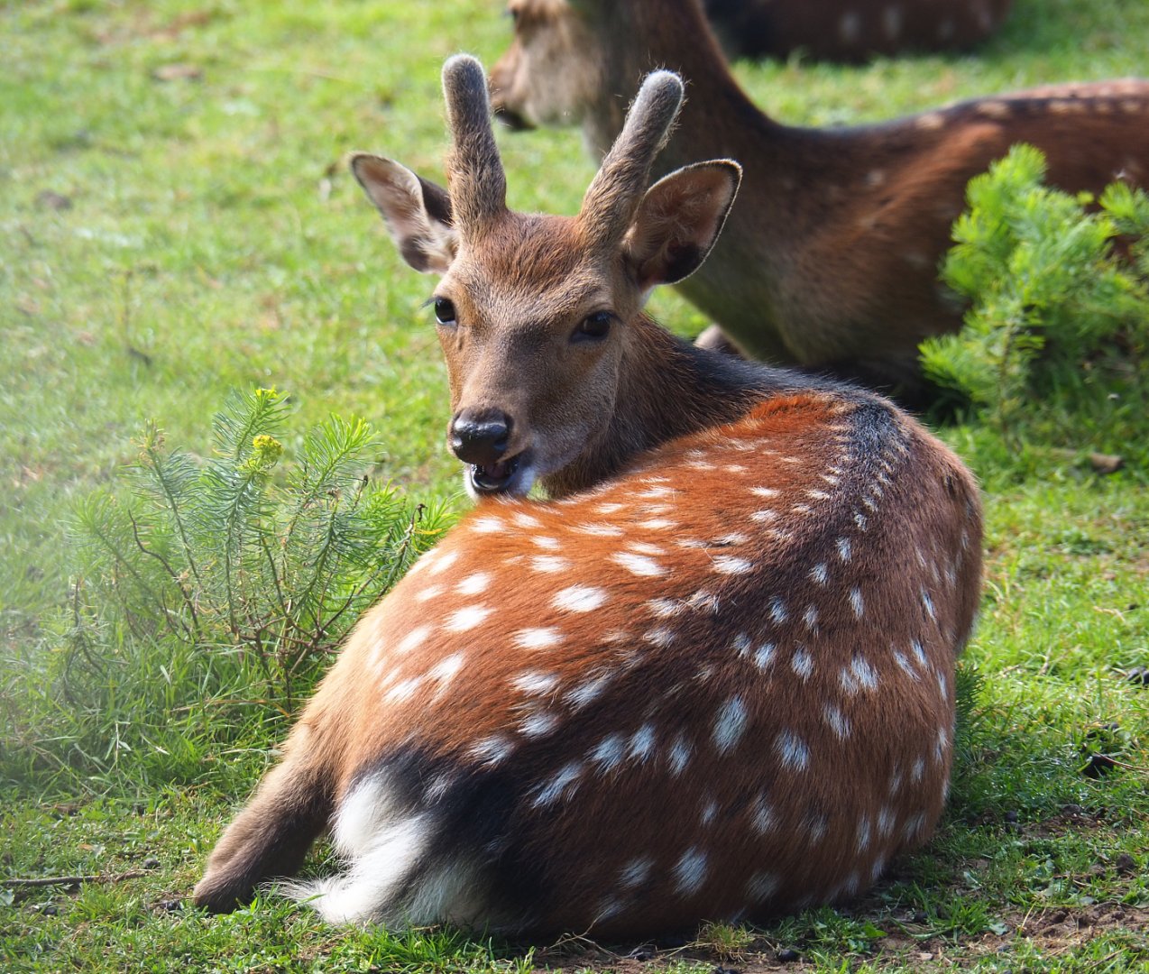 Sika deer spike buck (Cervus nippon), 2021-08-15
