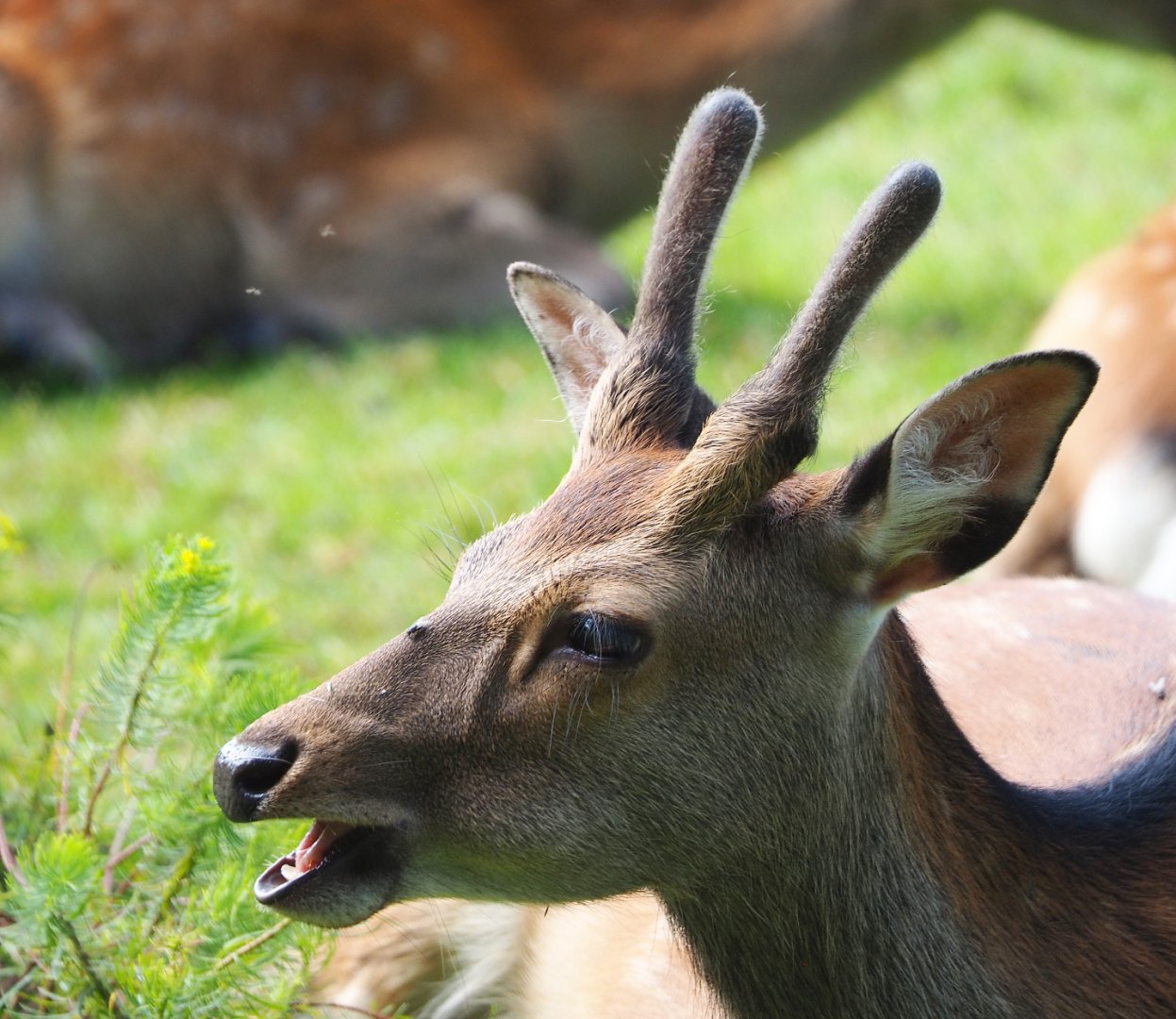 Sika deer spike buck (Cervus nippon), 2021-08-15