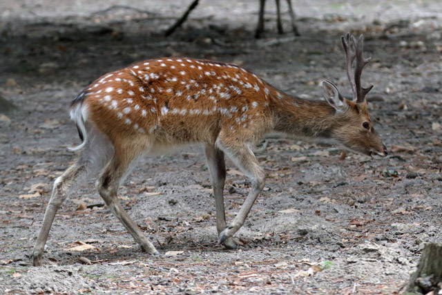 Sika Deer subspecies ID - Réserve zoologique de la Haute-Touche