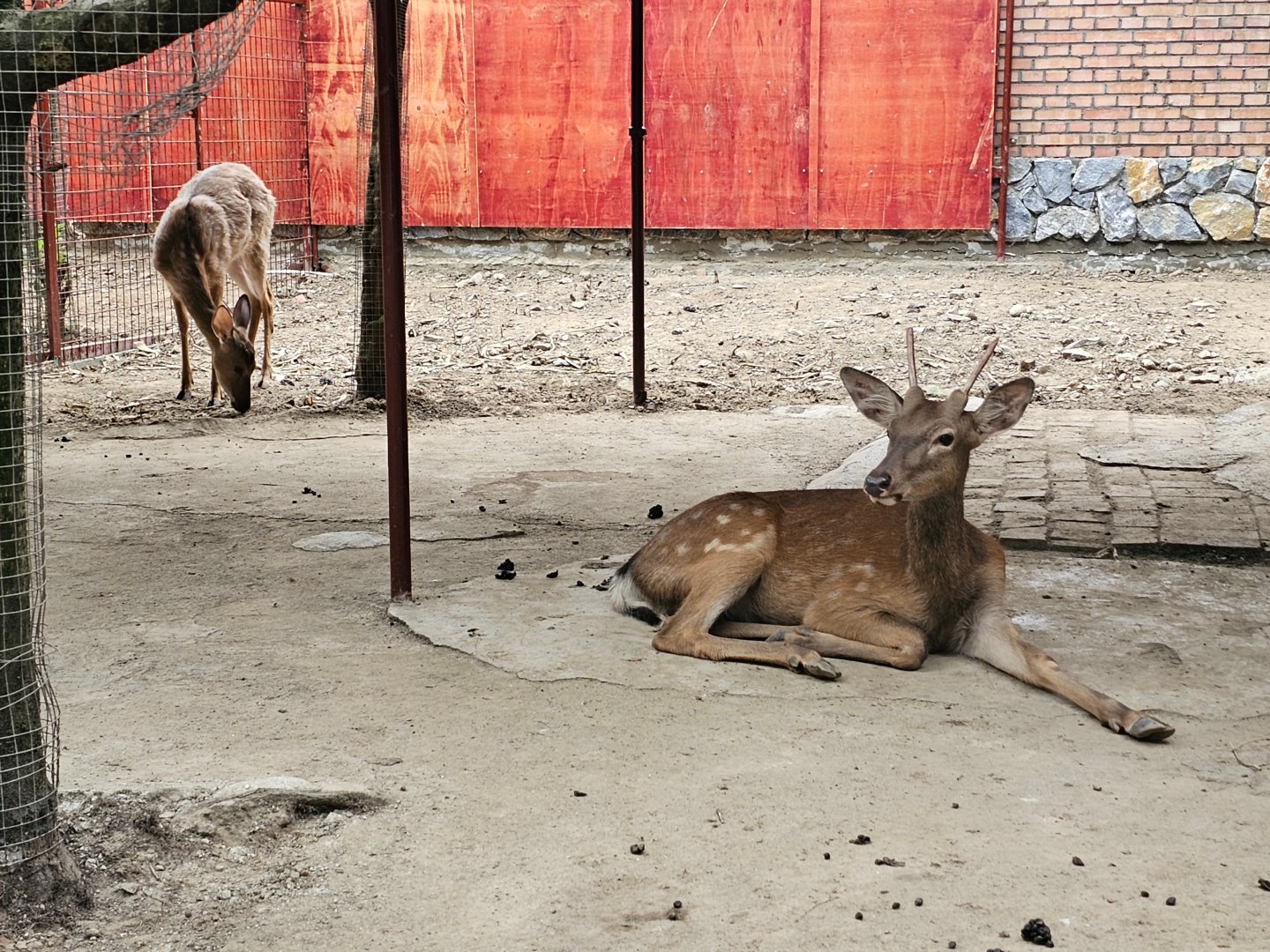 Sika deer - subspecies?