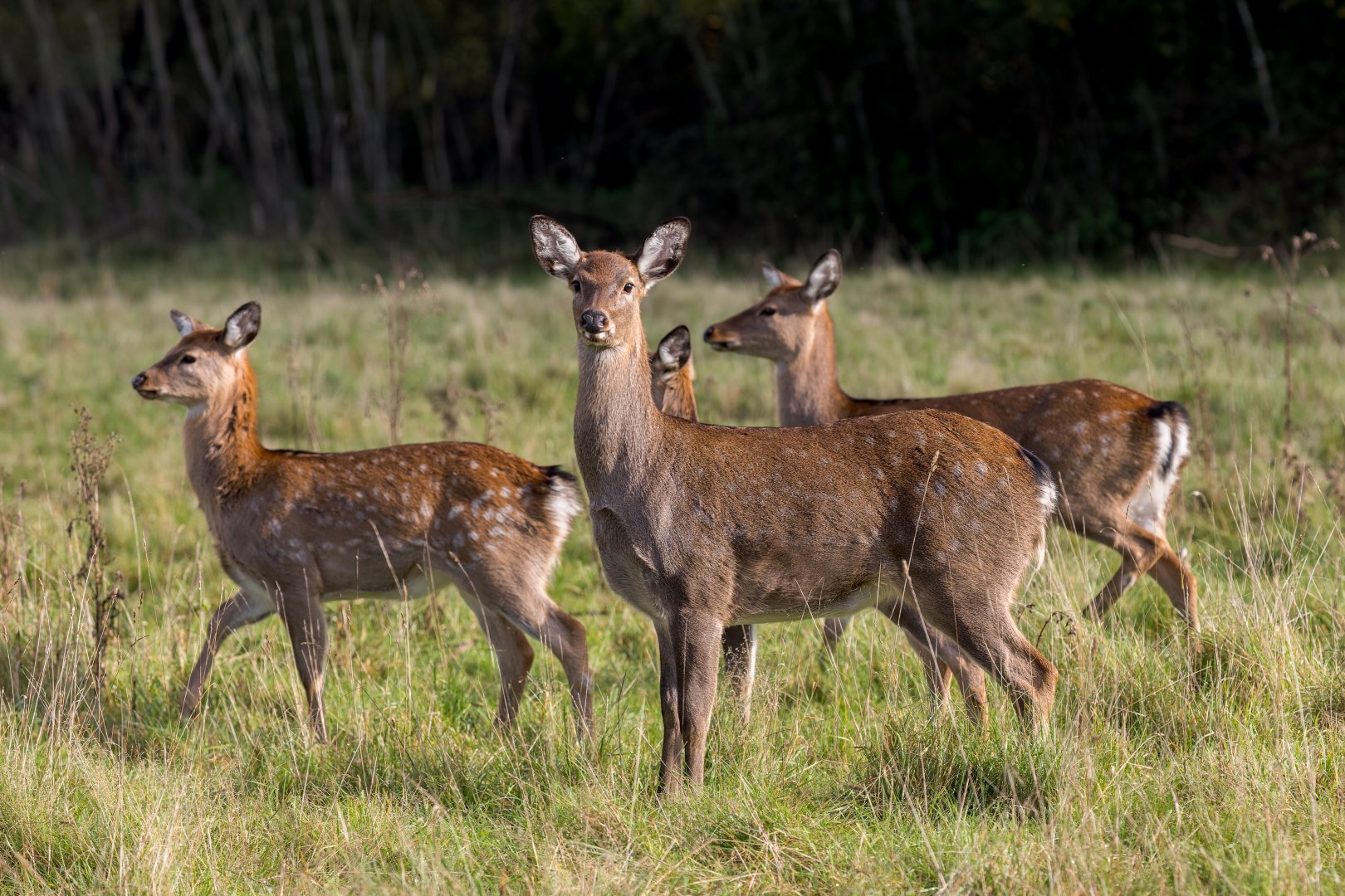 Sika Deer/ Watatunga 31-10-23