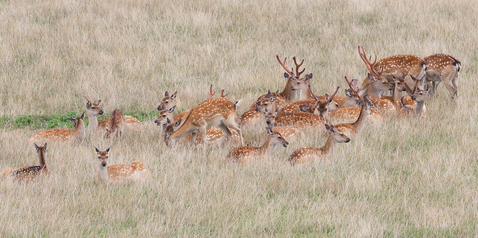 Sika deer : Whipsnade : 27 Aug 2018