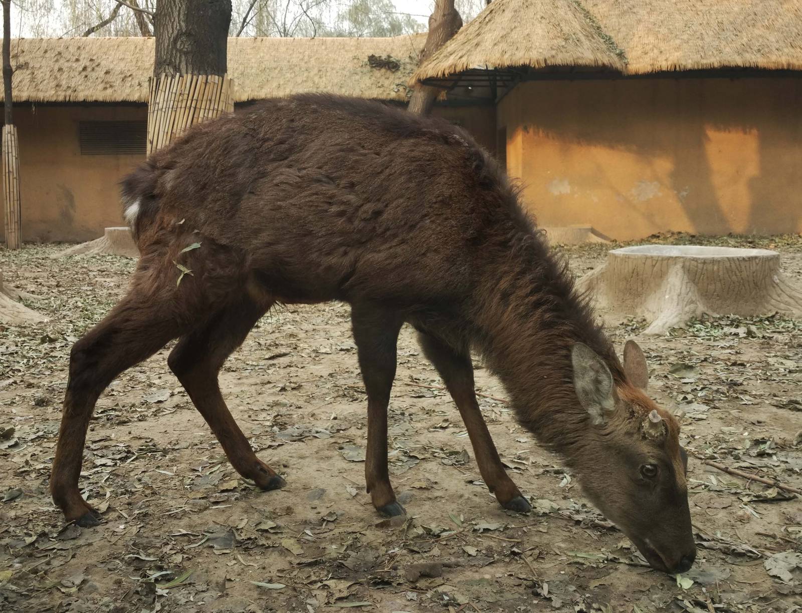 sika deer, winter coat