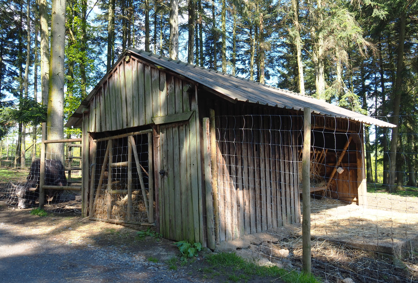 Sika deer, Yak and Llama feeding station, 2021-05-29