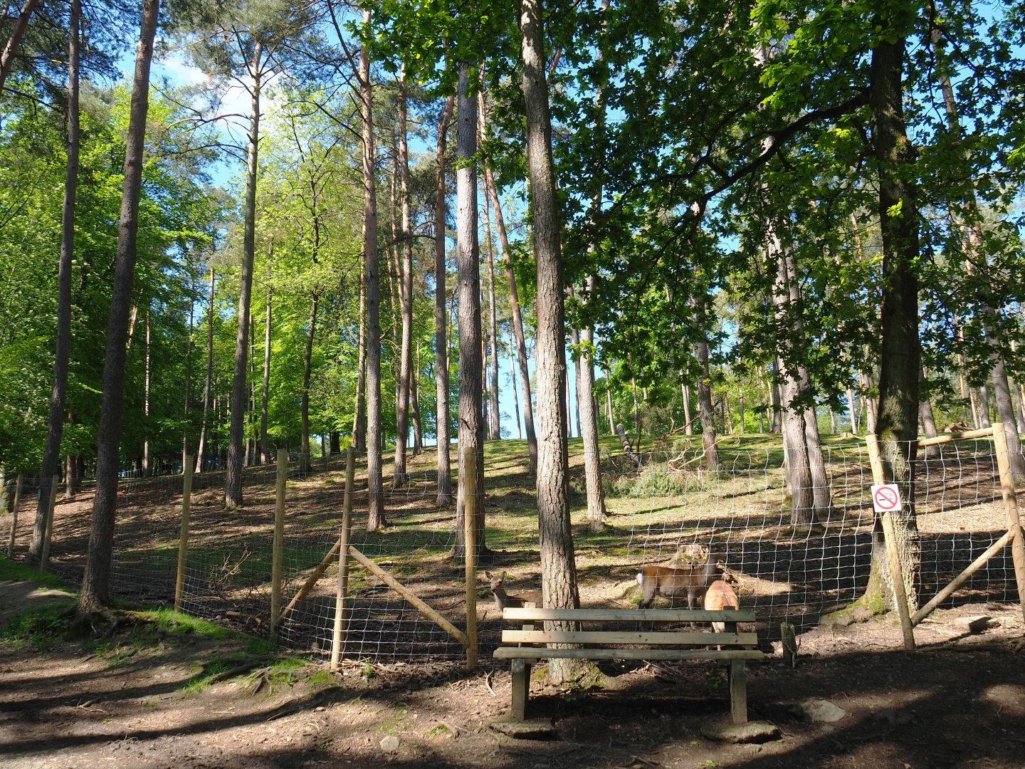 Sika deer, Yak and Llama paddock, 2021-05-29