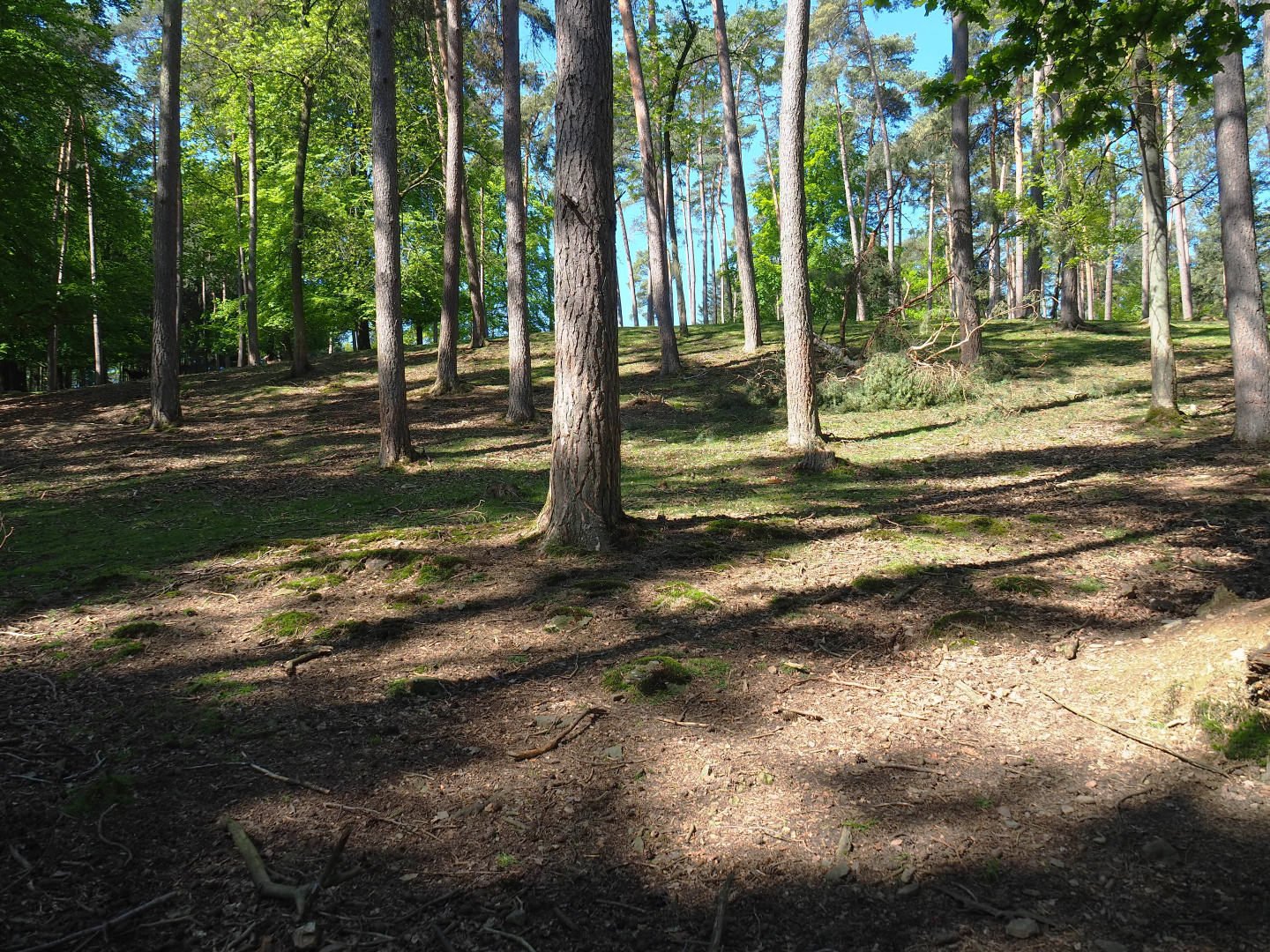 Sika deer, Yak and Llama paddock, 2021-05-29