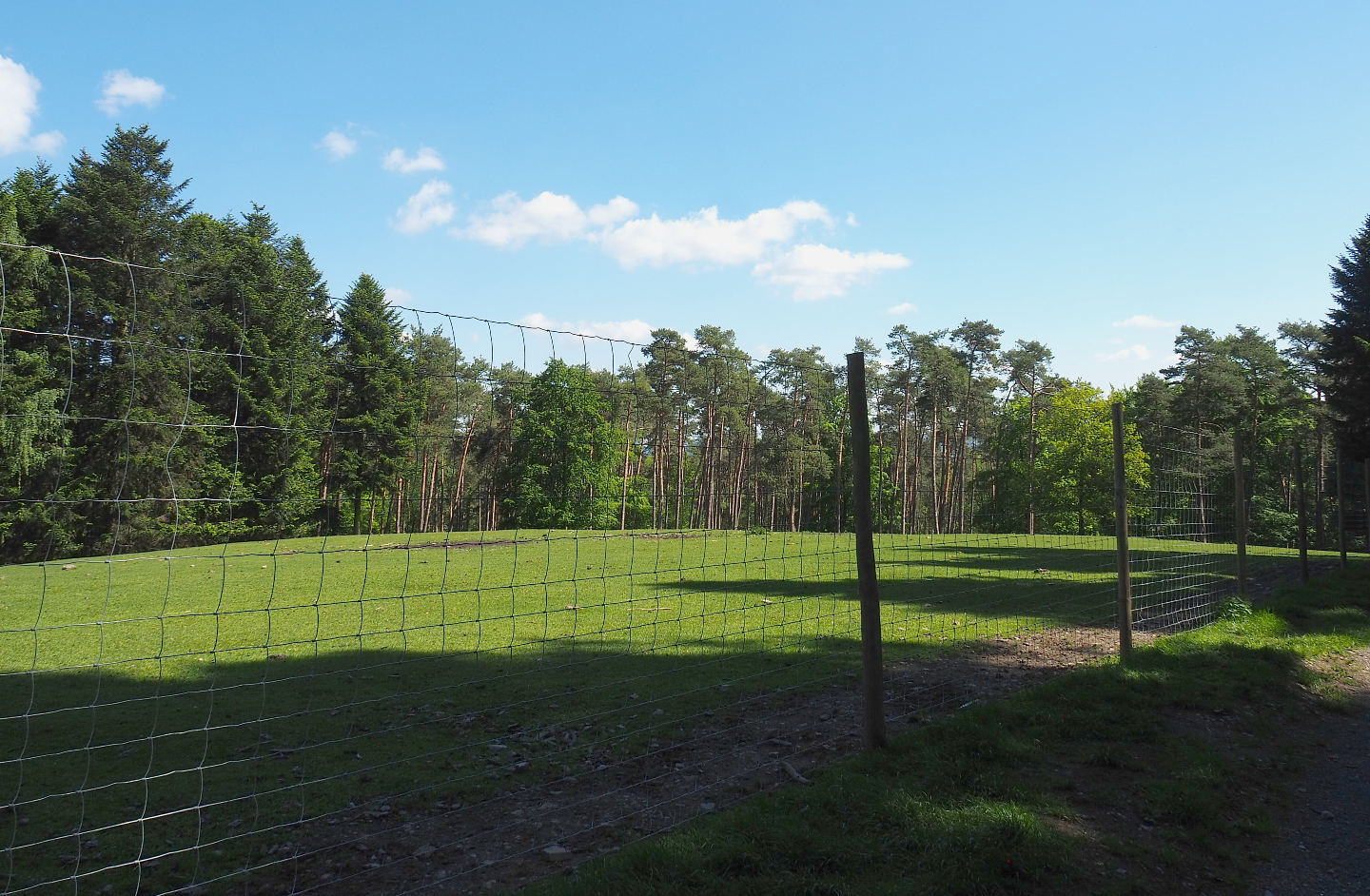 Sika deer, Yak and Llama paddock, 2021-05-29