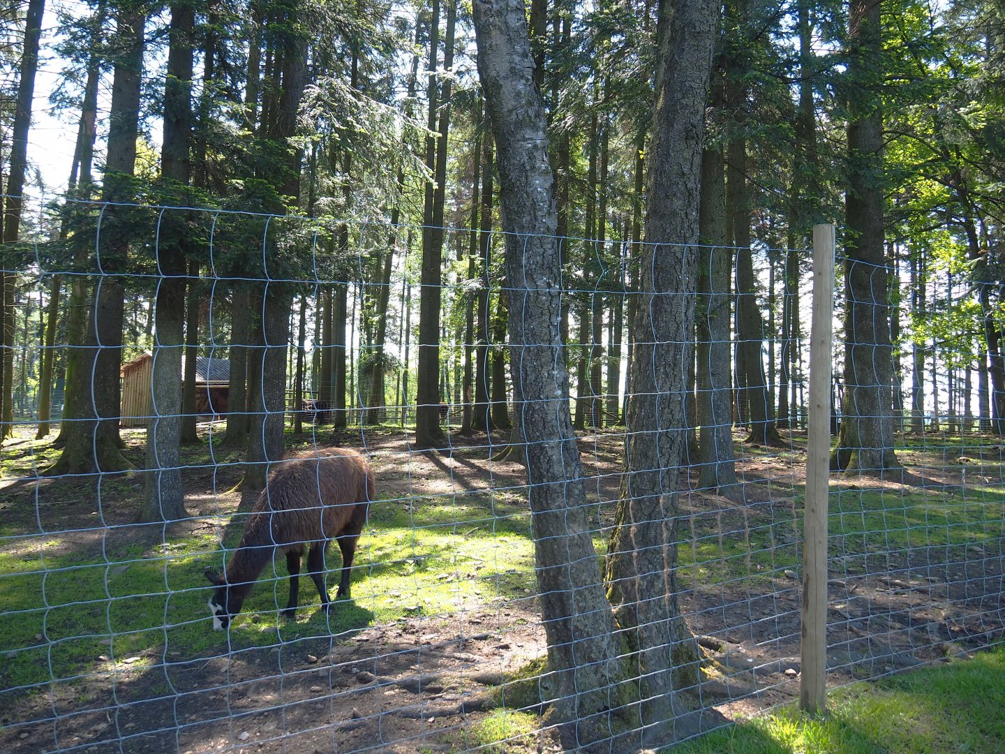 Sika deer, Yak and Llama paddock, 2021-05-29